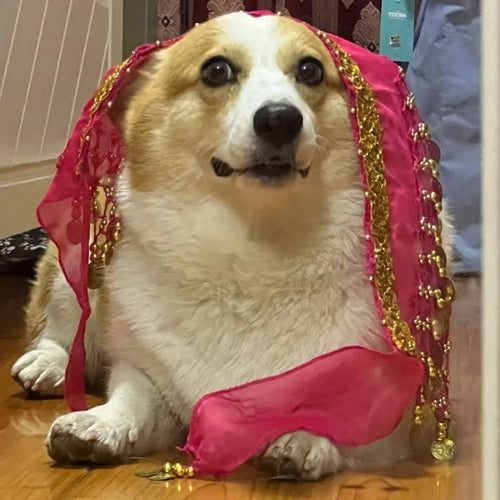 Internet celebrity corgi belly dance fart chain sequins waist chain passionate dog sexy hip shake fart dance hip dance buttock towel decoration